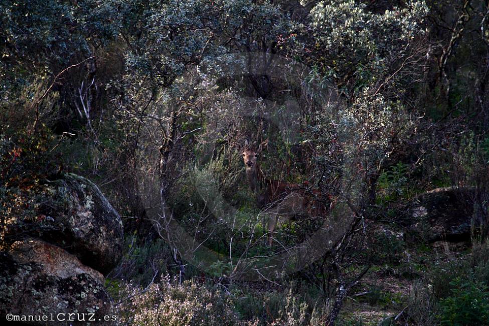 Ciervo rojo (Cervus elaphus)